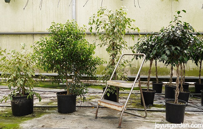 Houseplant, Ficus Bejamina Tips Care