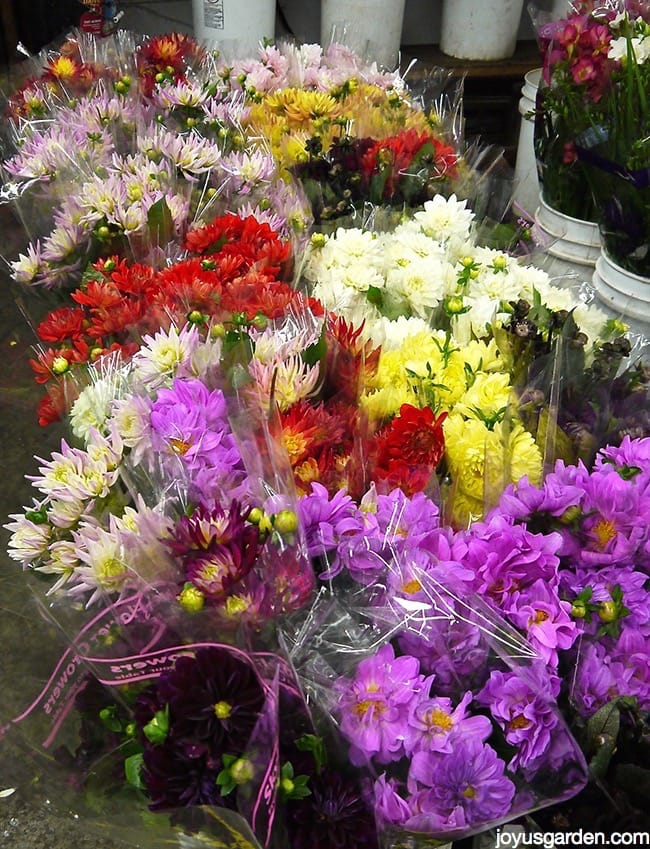 I Have Something To Show You: Los Angeles Flower District Cut Flowers