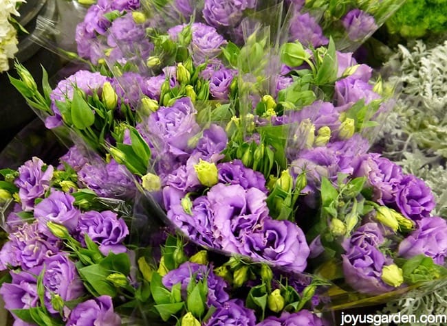 Beautiful purple cut flowers