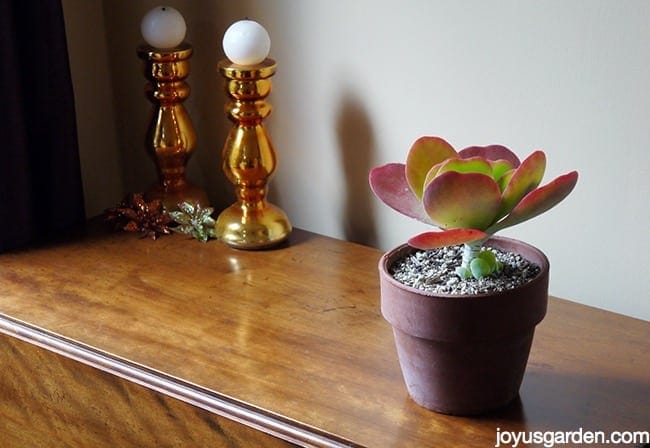 a paddle plant in a terra cotta pot sits on a table with 2 bright copper/gold candlesticks in the background