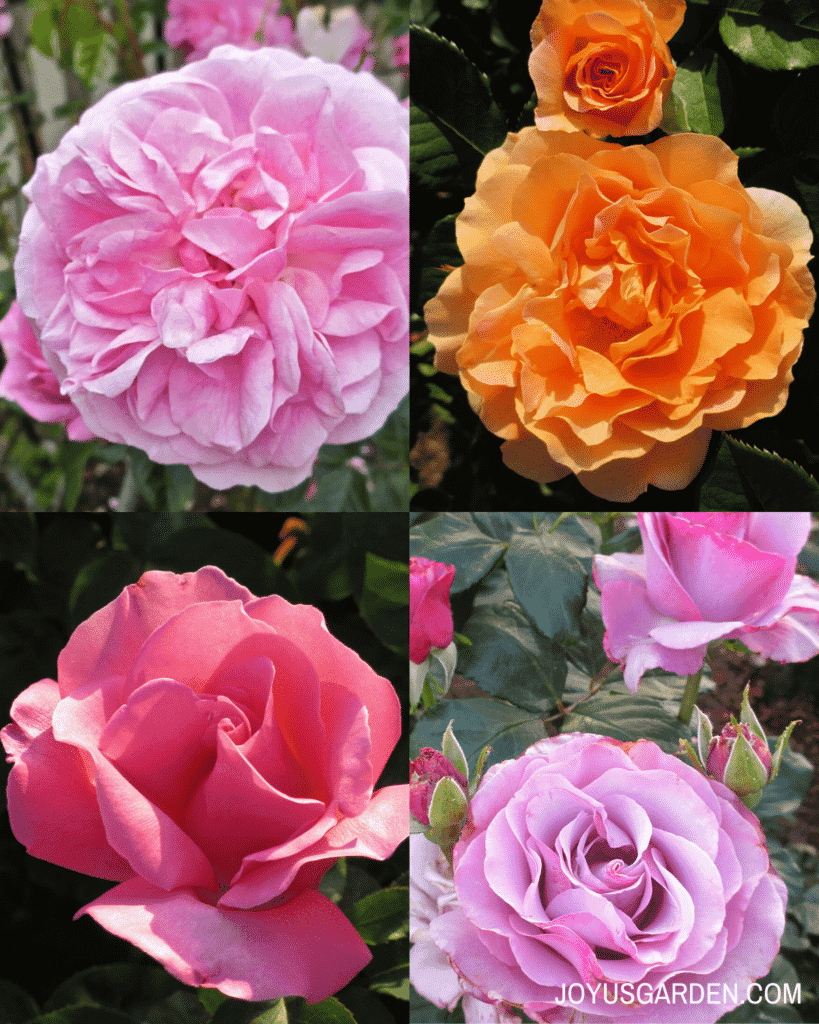 a collage of four roses, one pink rose, one orange rose, one hot pink rose, and one purple pink rose