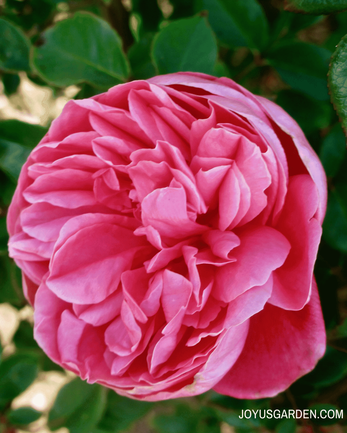 close up of one deep pink rose flower