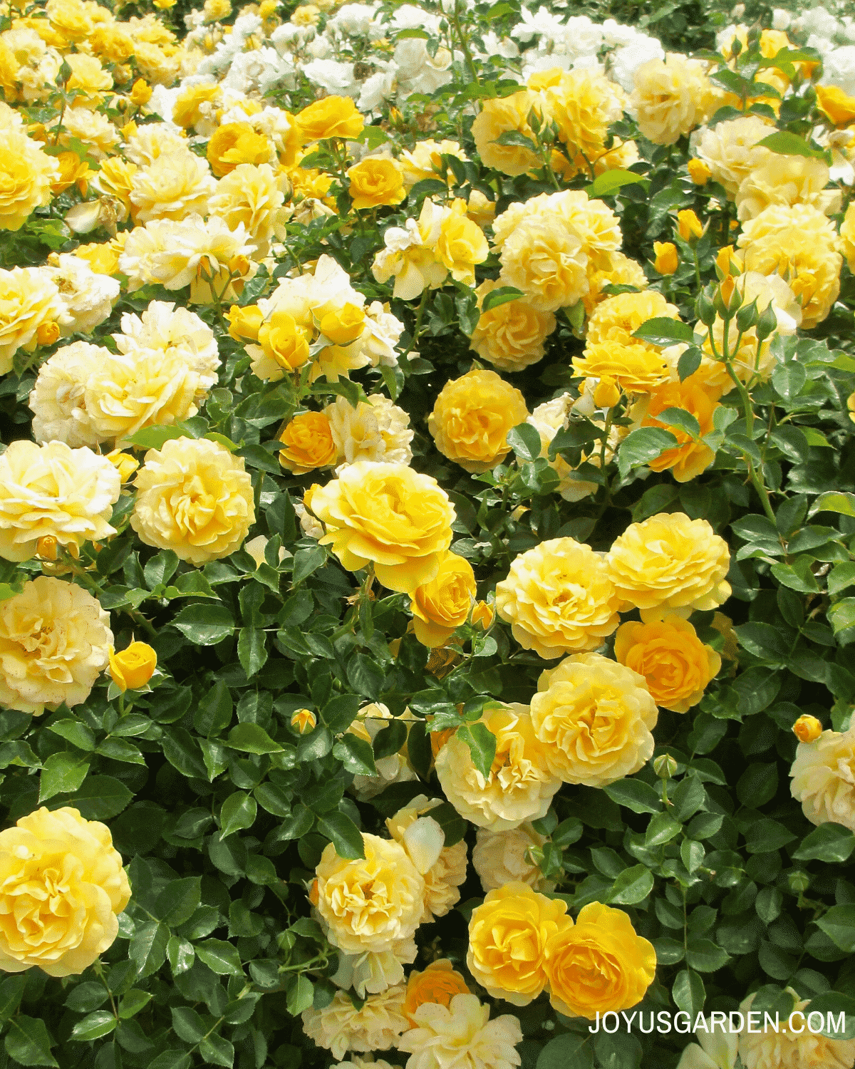 several bushes of yellow roses with glossy green leaves