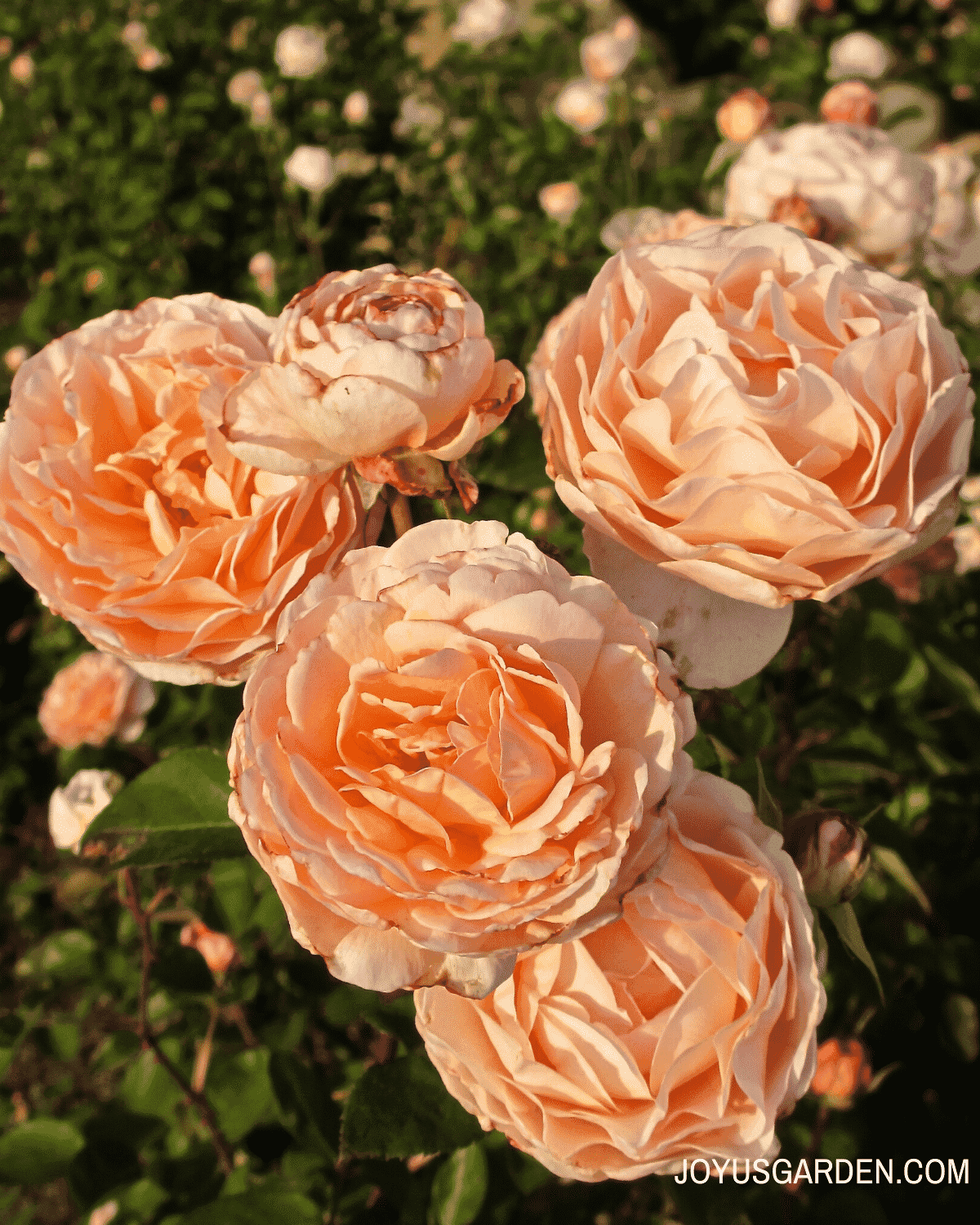 close up of 5 peach colored roses in the sunlight 