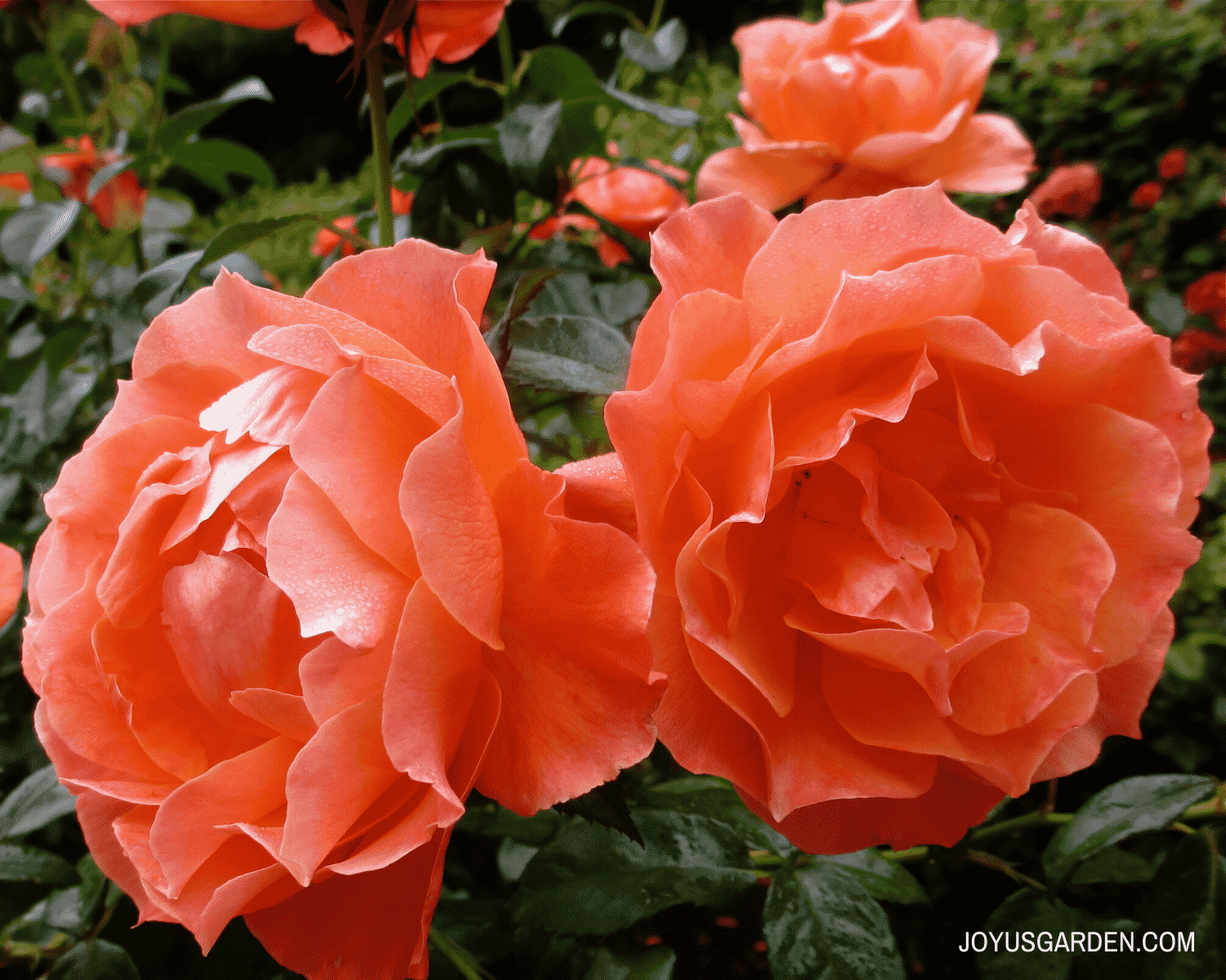 close up of two deep apricot colored rose flowers