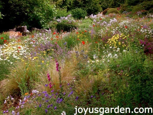 7 Things To Consider Before Planting a Wildflower Meadow