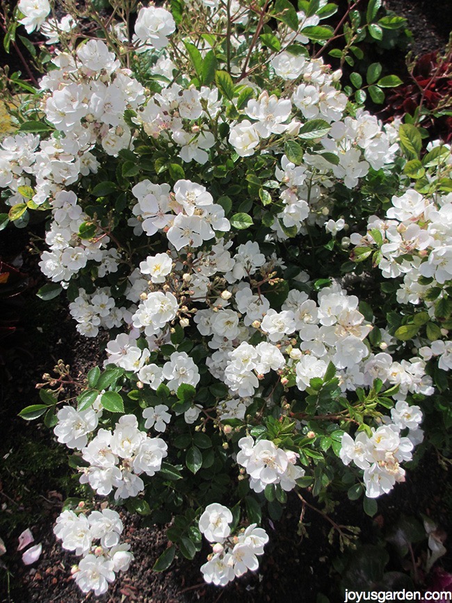 See How Easy It Is To Prune Miniature Roses