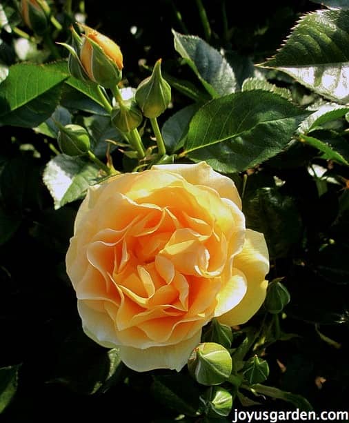 Ask Nell The Best Way To Feed Roses Organically & Naturally