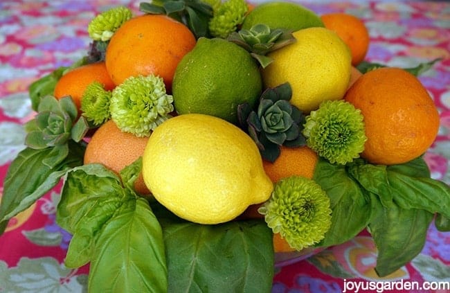 Citrus Centerpieces Created 2 Ways