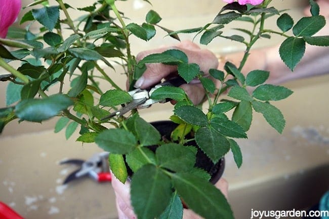 P1060075 new How to Prune Mini Rose Plant