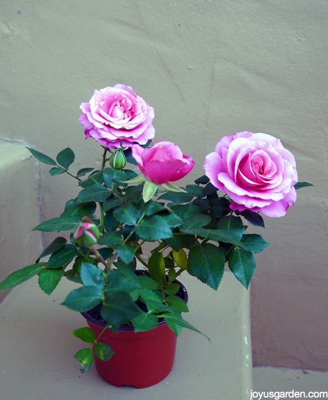 See How Easy It Is To Prune Miniature Roses,Iguana Pet