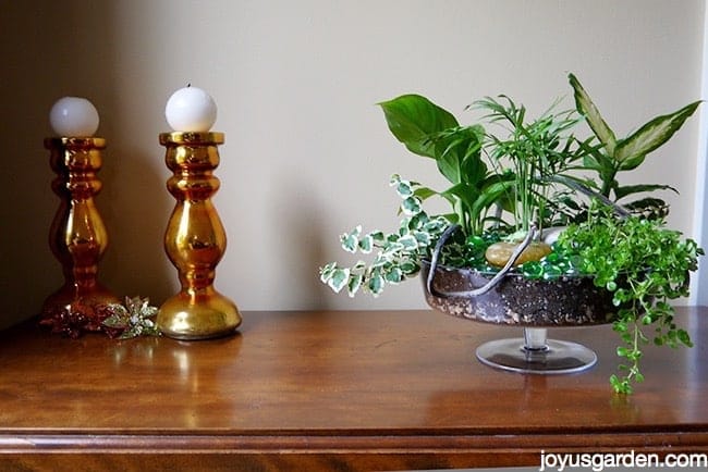 a dish garden in a footed glass bowl sits on a table next to 2 copper/gold candlesticks