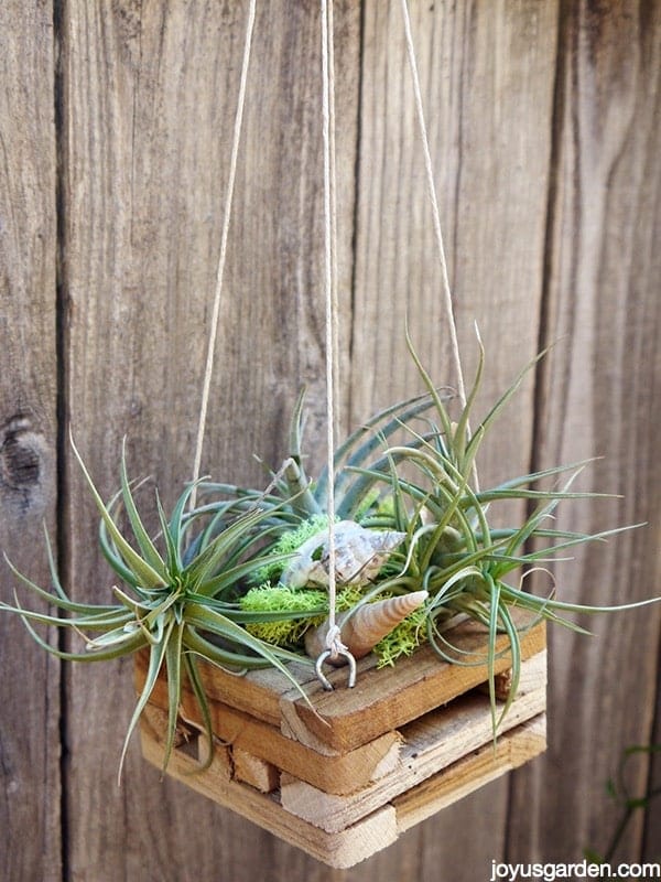 DIY Hanging Air Plants ⋆ Dream a Little Bigger