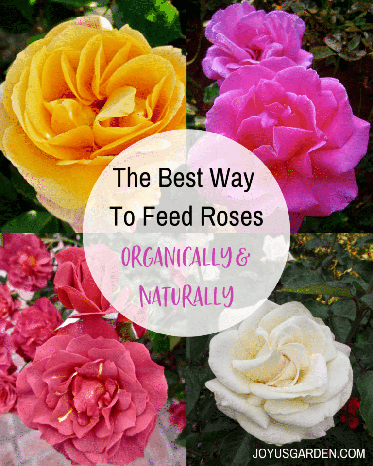 The Best Way To Feed Roses Organically & Naturally