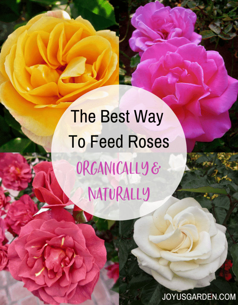 a collage with a yellow rose, pink roses, brownish-red roses & a white rose the text reads the best way to feed roses organically & naturally