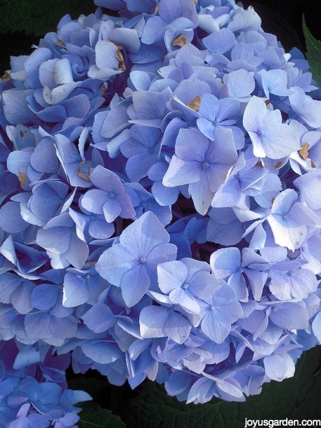 Ask Nell Changing The Color Of Hydrangeas Changing The Color Of Hydrangeas