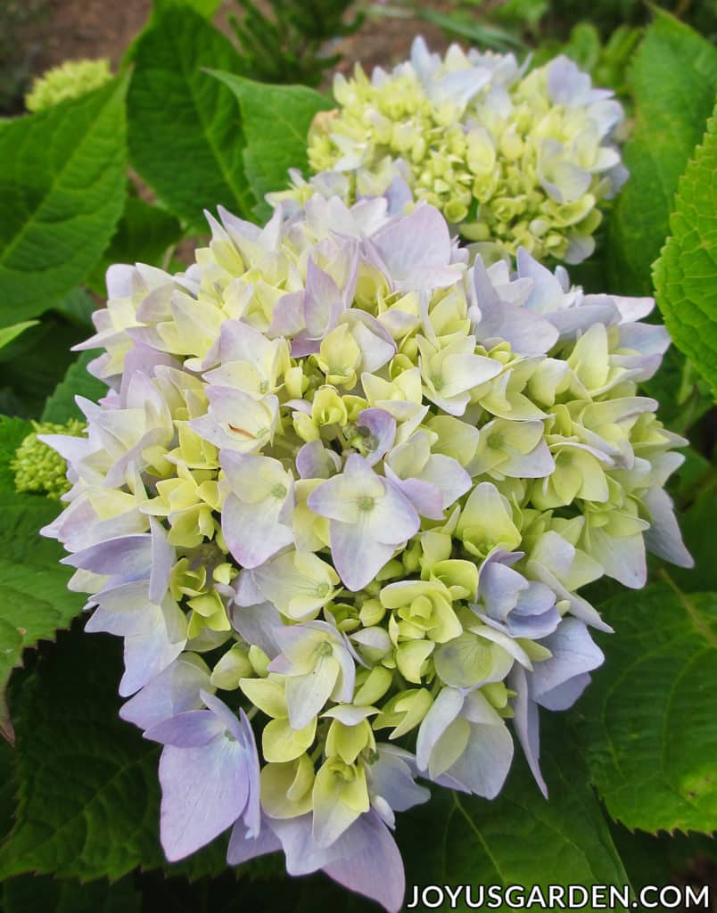 Hydrangea Color Change The Cause & What To Do (2024 Guide)