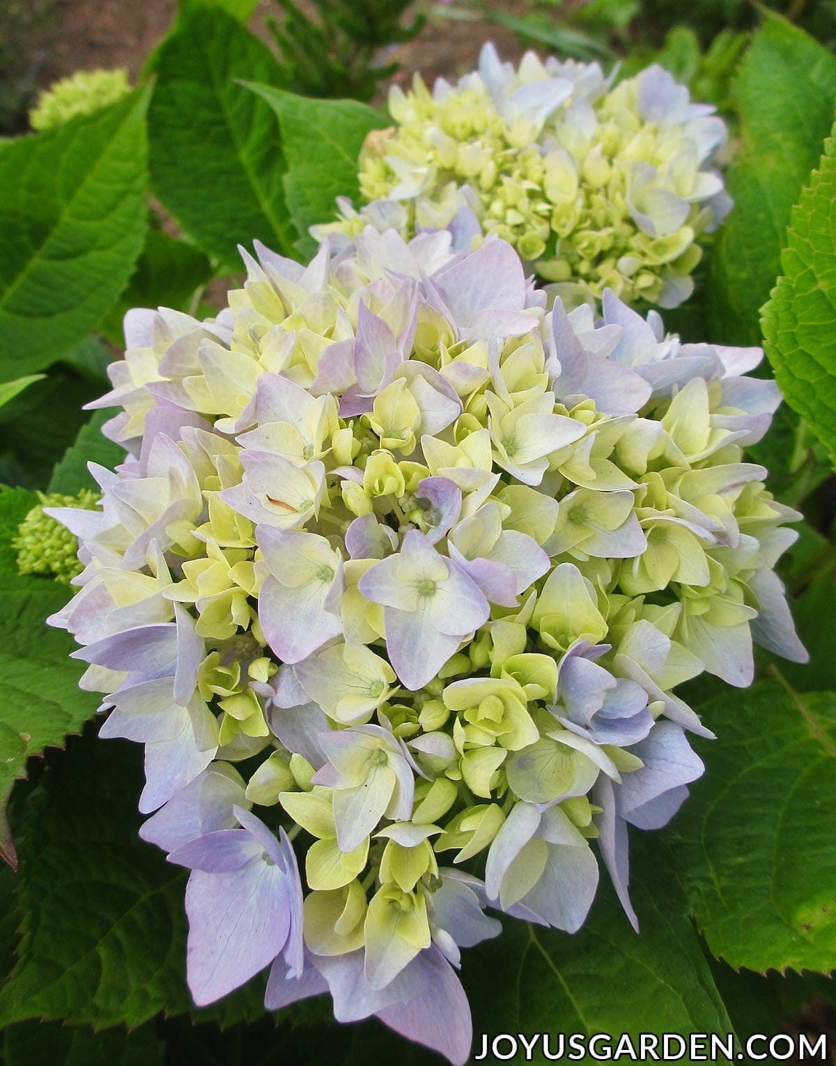 Close up of pale blue flowers opening on a hydrangea.
