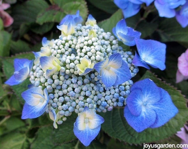 Ask Nell Changing The Color Of Hydrangeas A Beautiful Blue Lacecap Hydrangea As You Can See Blurred On The Edges Some Of Flowers Are Lavender Pink