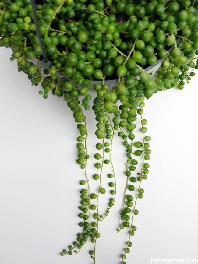 String of Pearls: This Fascinating Beauty Makes a Great Houseplant