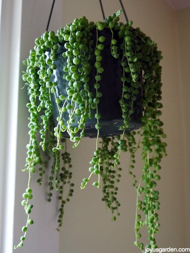 String Of Pearls: This Fascinating Beauty Makes A Great Houseplant