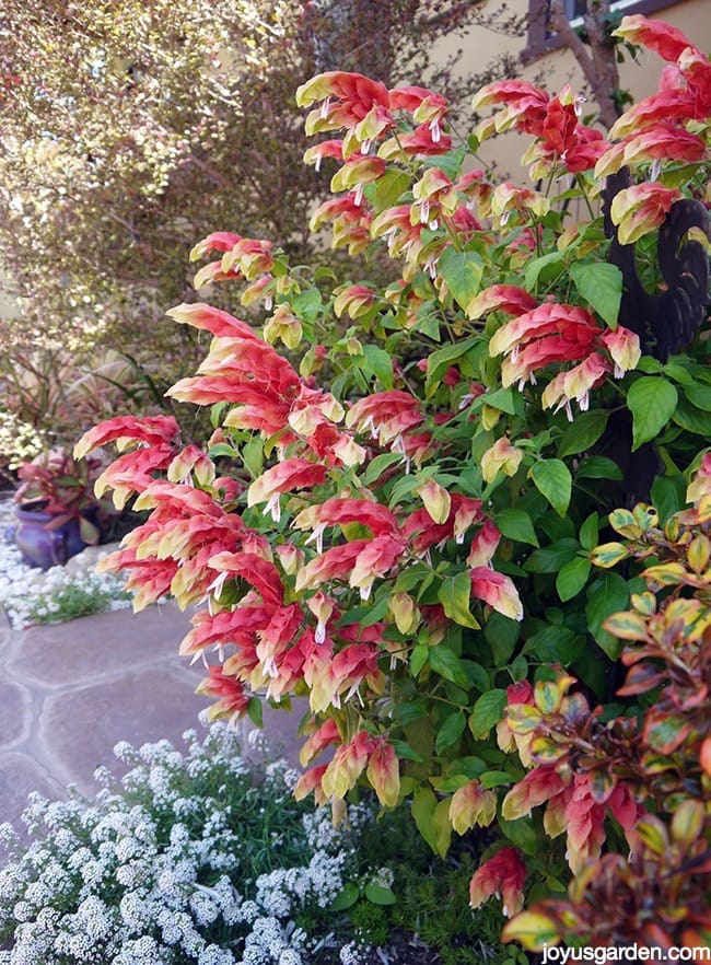 My Shrimp Plant Pruning Experiment