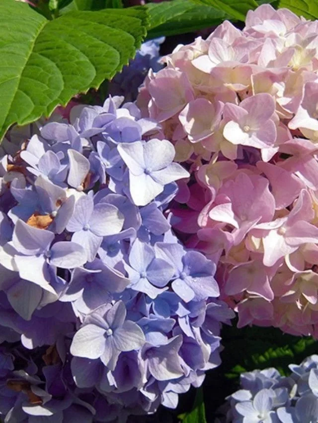 Why Do Hydrangeas Change Color?