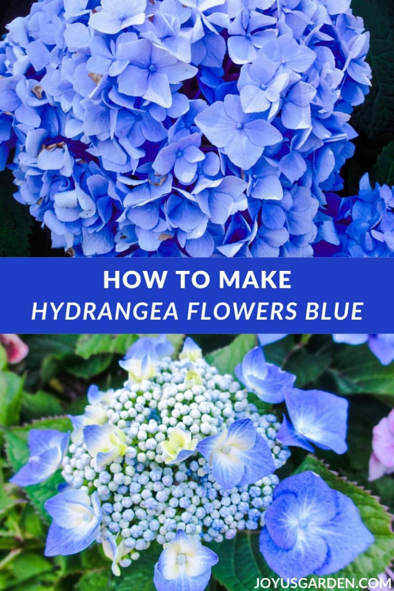 Hydrangea Color Change: How to Make Hydrangeas Blue