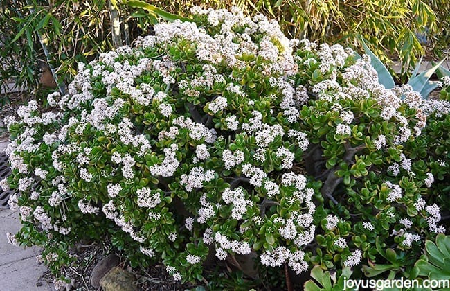 a large jade plants covered in white flowers