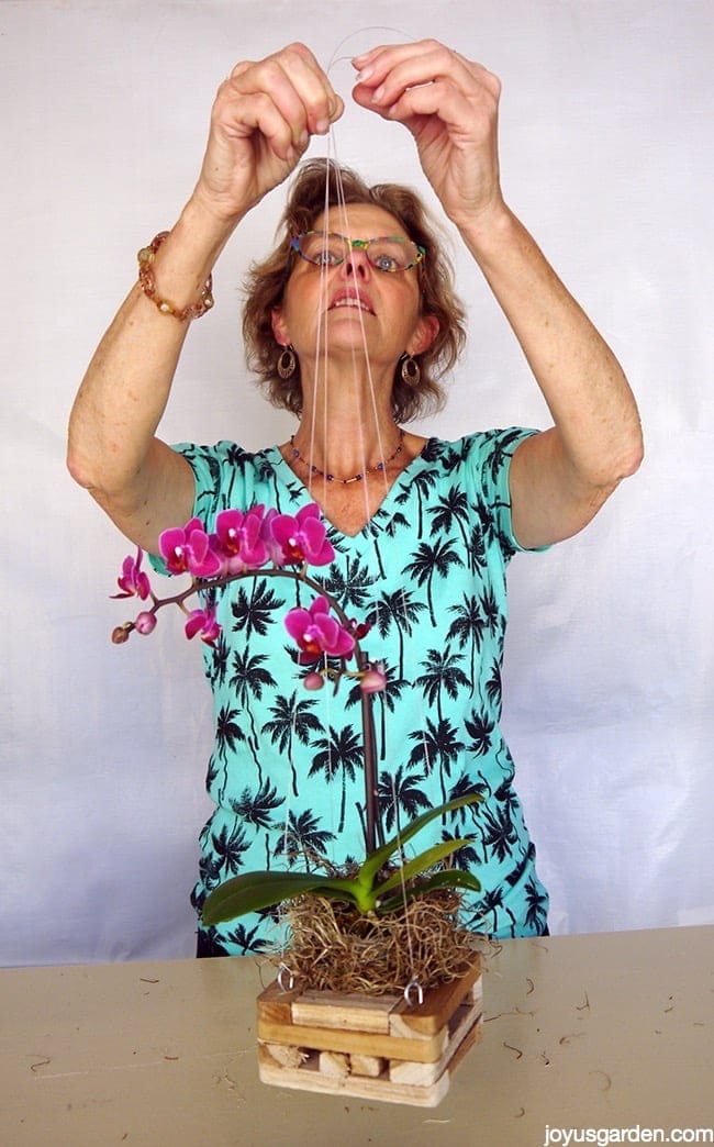 Hanging A Miniature Phalaenopsis Orchid