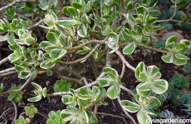 Crassula argentea (ovata) variegata của tôi, hay Ngọc nhiều màu, mọc trong bóng râm gần như đầy đủ. Trong vườn, cái này cần được bảo vệ khỏi ánh nắng mặt trời.