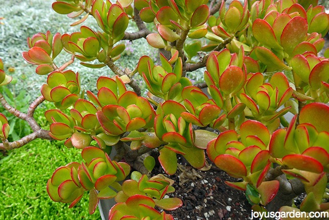 close up of jade plant foliage edged in red