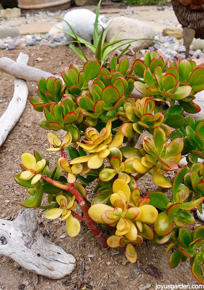 a golden or sunset jade plant grows in a garden