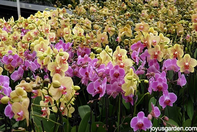 Many beautiful yellow & lavender phalaenopsis orchids moth orchids in a grower's greenhouse.