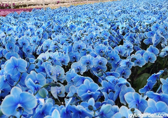 Benches full of blue phalaenopsis orchids moth orchids in a grower's greenhouse.
