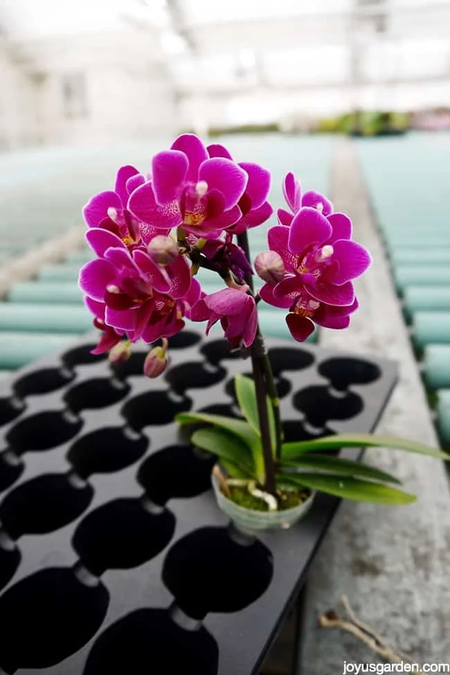 A magenta colored mini phalaenopsis orchid moth orchid in a grower's tray.