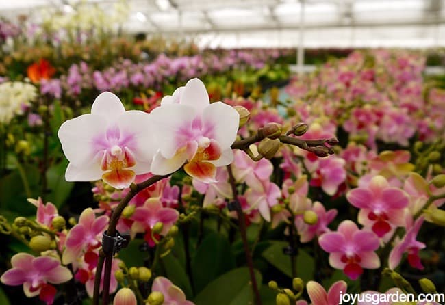 many phalaenopsis orchids moth orchids in a grower's greenhouse