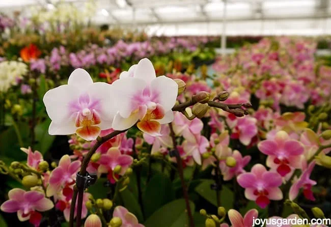 Many phalaenopsis orchids moth orchids in a grower's greenhouse.