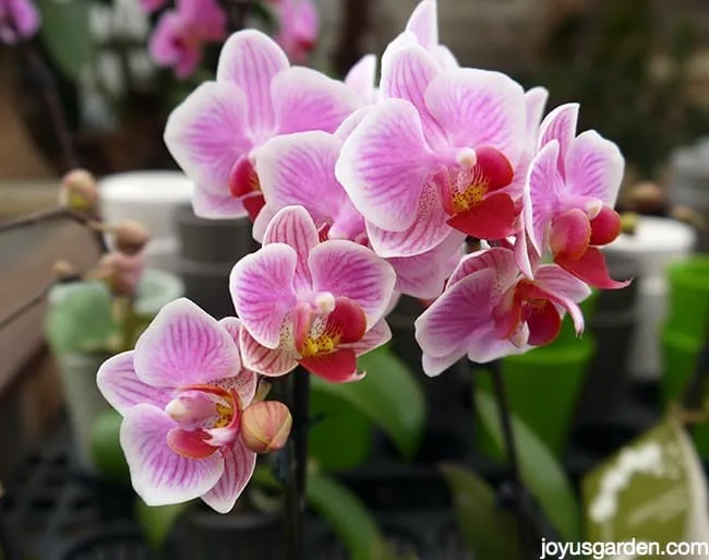 Close up of beautiful lavender/white phalaenopsis orchid moth orchid flowers.