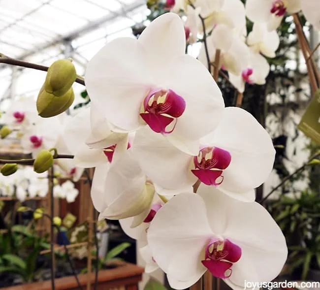 Close up of large white phalaenopsis orchid moth orchid flowers with deep rose centers.