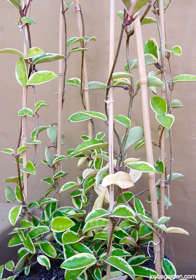 a variegated hoya is trained to grow up & over bamboo hoops in a topiary form