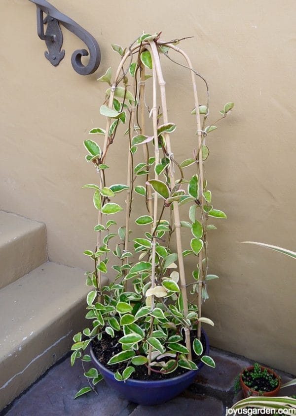 A Variegated Hoya trained to grow on bamboo hoops