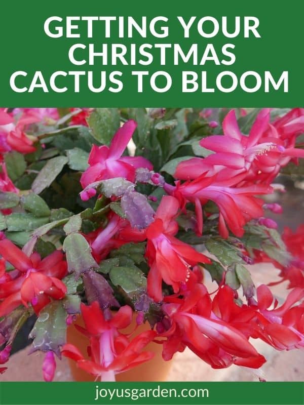 close up of a red christmas cactus in full bloom the text reads getting your christmas cactus to bloom