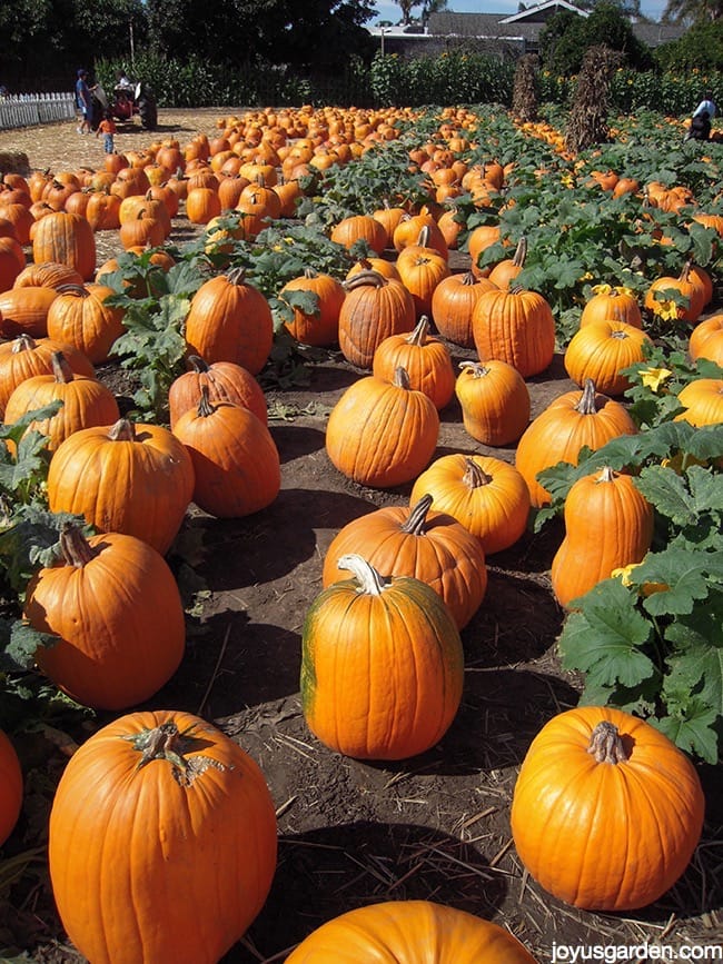 pumpkin patch