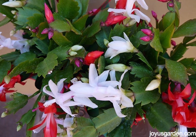 small Christmas Cactus plants with red and white flowers in full bloom
