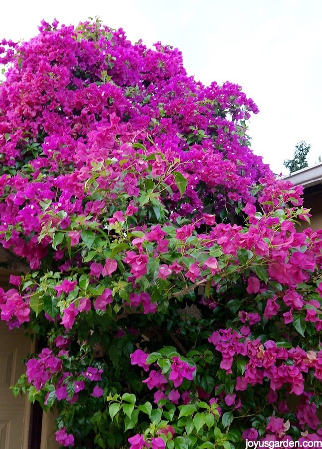 My Bougainvilleas: Fall Color In My Garden