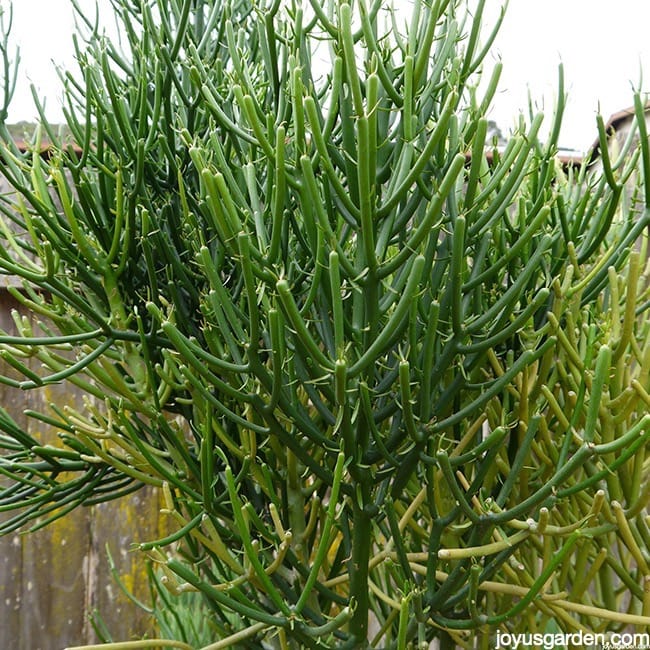 P1280837 new new Pencil Cactus: an Indoor Or Outdoor Plant
