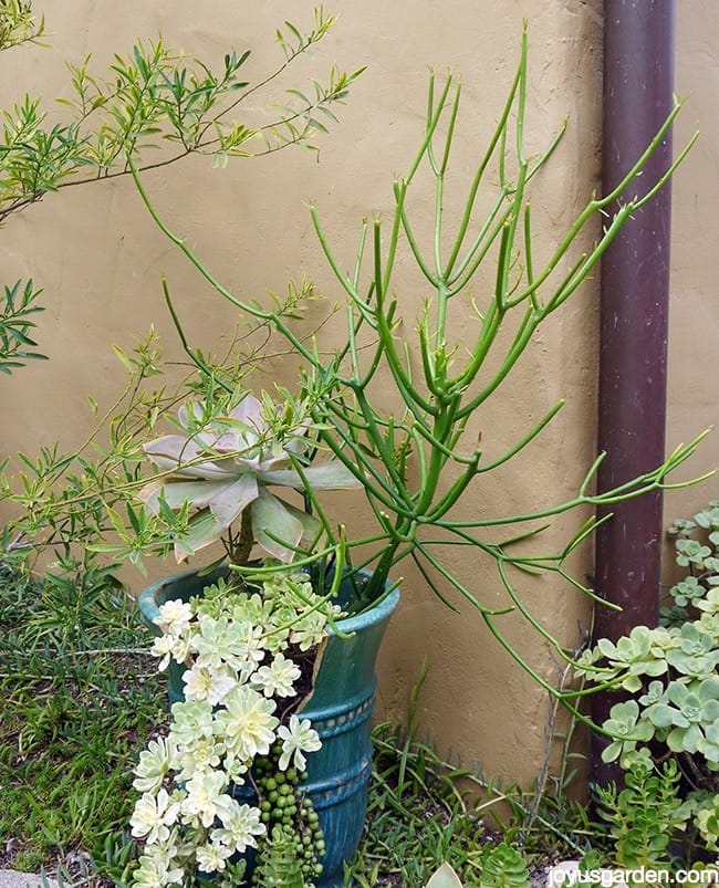 pencil cactus