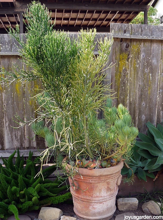Pencil cactus grows outdoors and terra-cotta pot with other succulents against wooden fence.