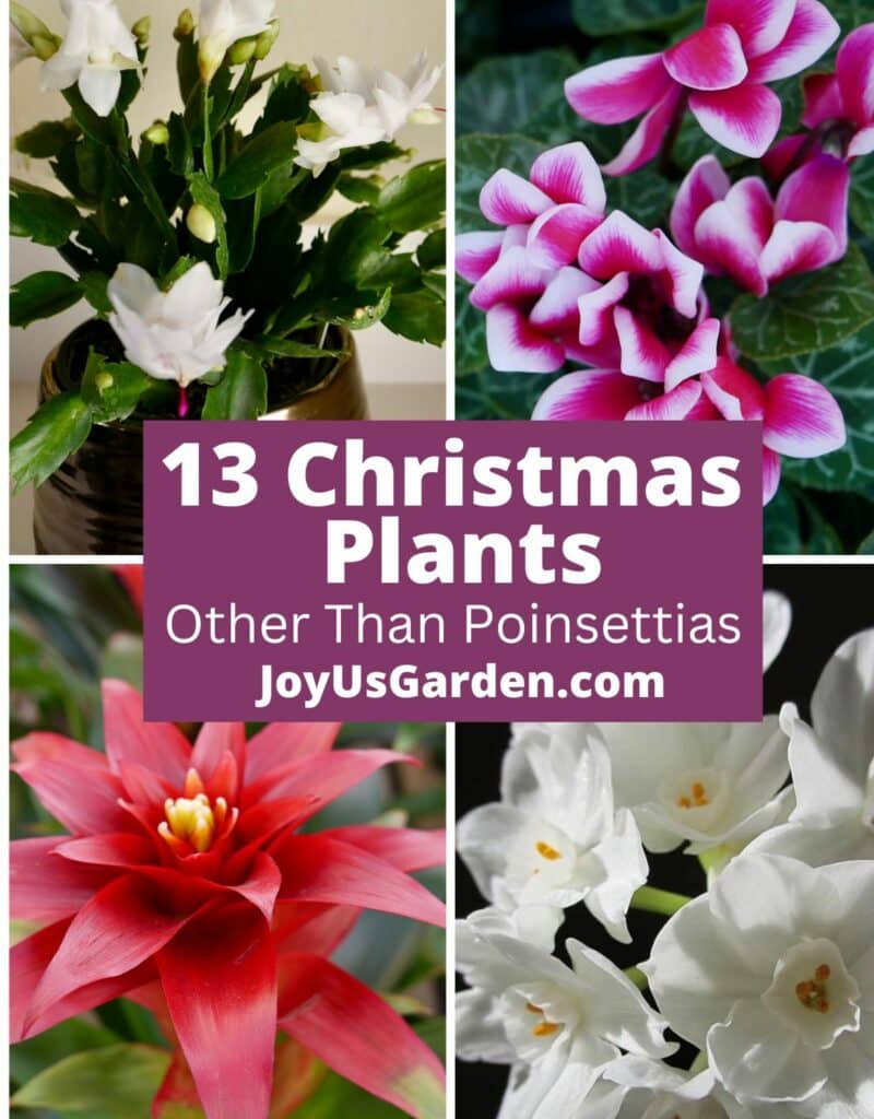 collage of 4 photos orchid, calandiva, cyclamen, and christmas cactus text reads 13 christmas plants other than poinsettias joyusgarden.com